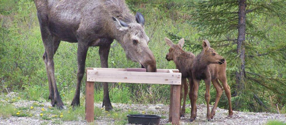 Denali Touch Of Wilderness B&B Healy Buitenkant foto