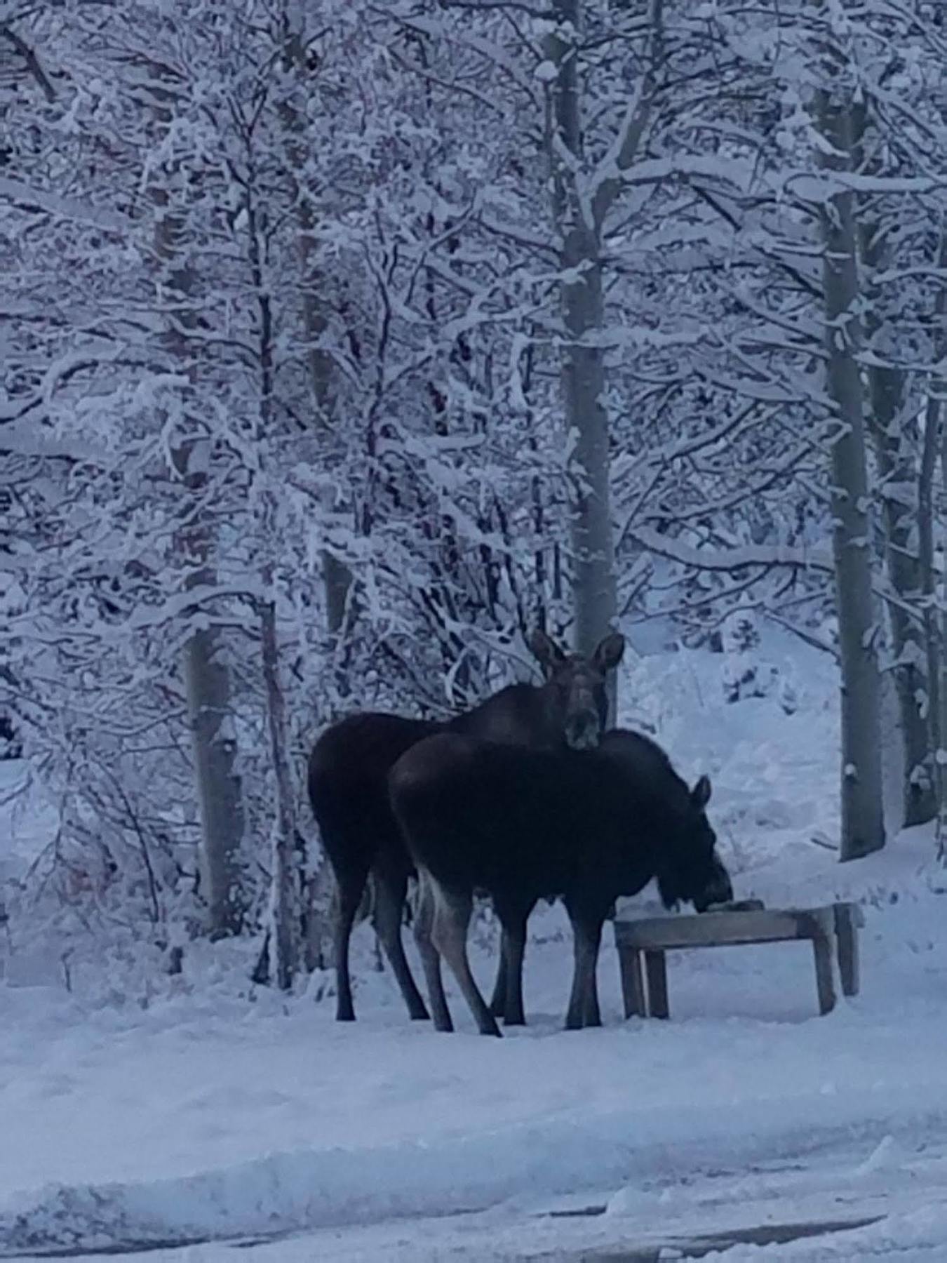 Denali Touch Of Wilderness B&B Healy Buitenkant foto