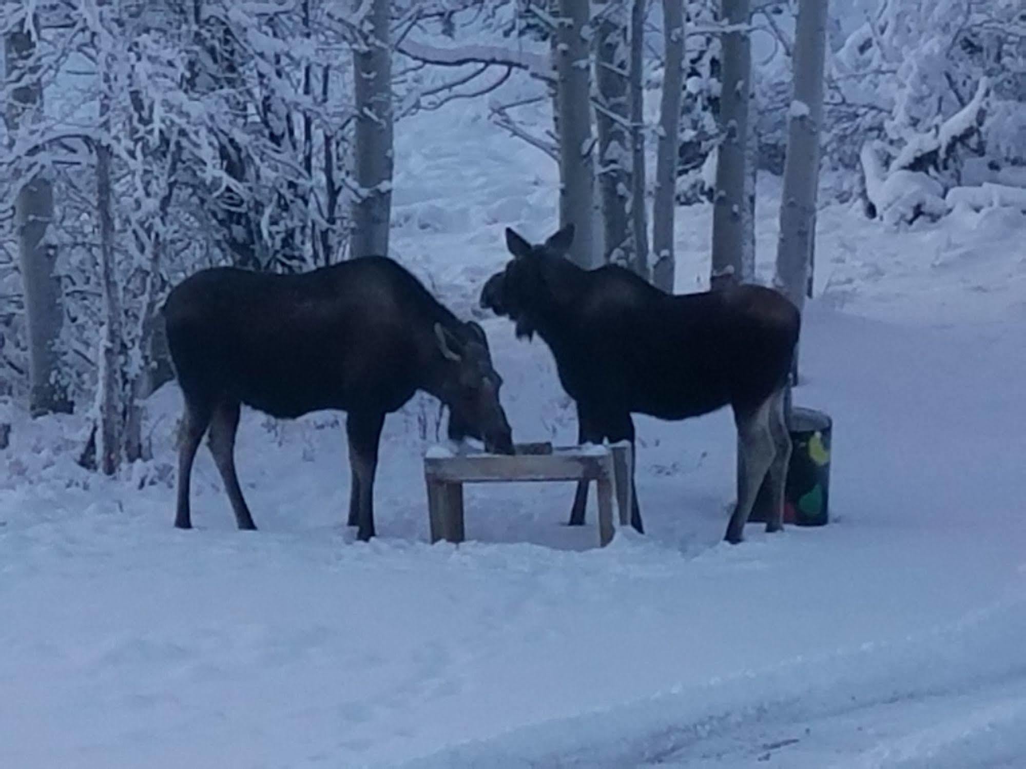 Denali Touch Of Wilderness B&B Healy Buitenkant foto